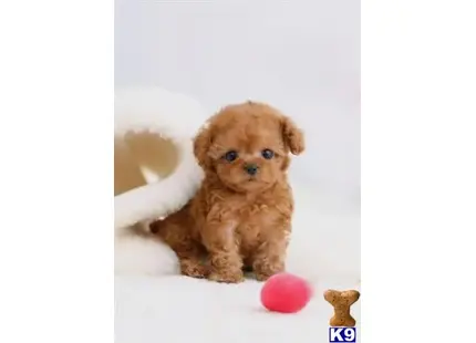 RED COLOR MALTIPOO PUPPY Tel. 9495058192 available Maltipoo puppy located in Orange ca